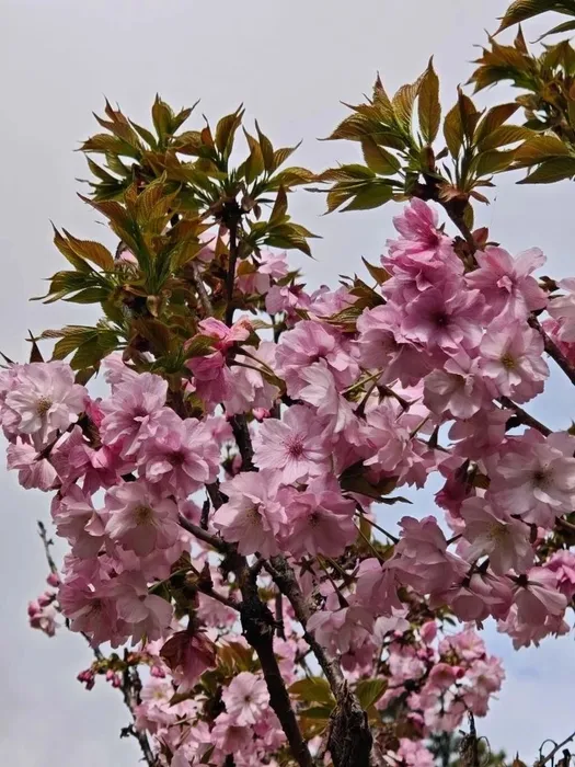 IMG_20260406_170700_231